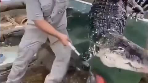 man plays with alligator and almost gets bad