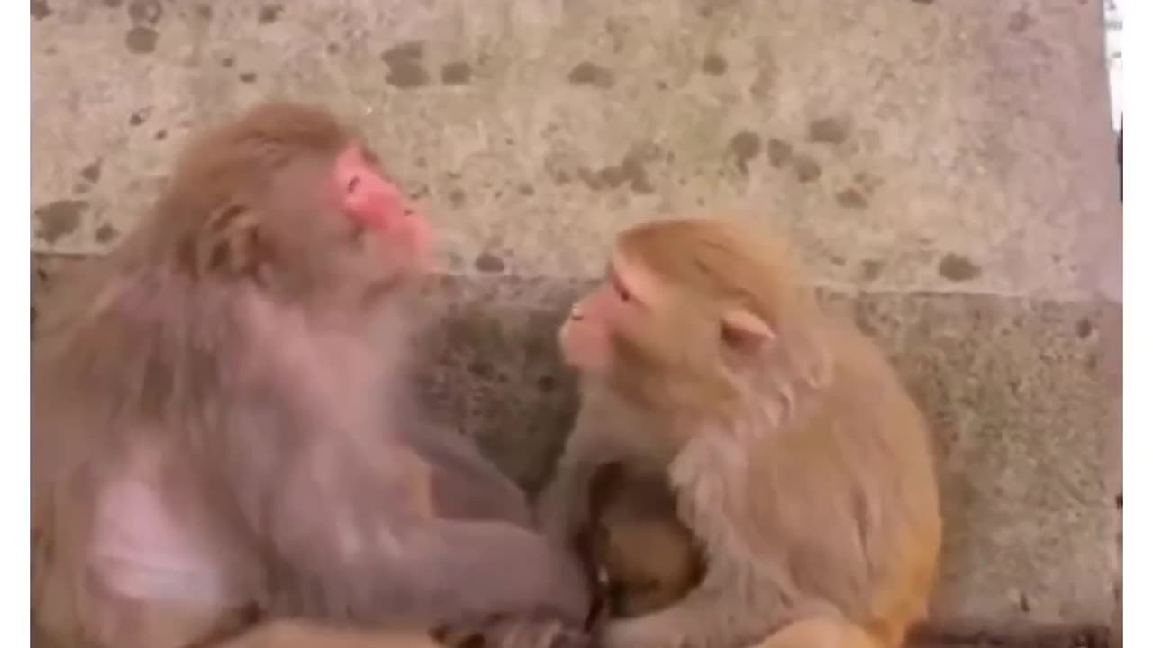 Monkey funny Dubbed videos