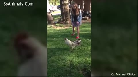 Funny Animals Scarring And Chasing People