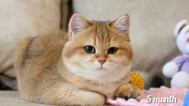 How my kitten Bora develops: from birth to five months in under ten minutes!