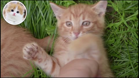 Cute cats fun, funny animal video