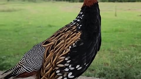 Black francolin 😍