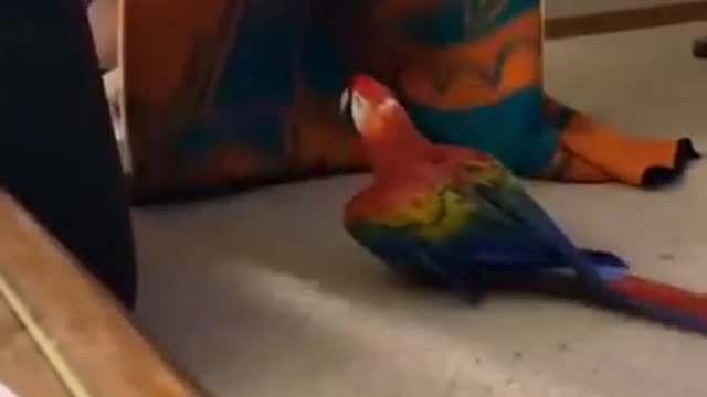 Parrot Screams During Peekaboo ||