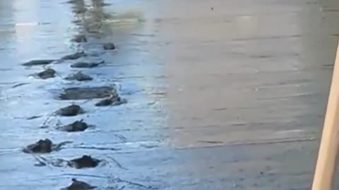 The end 😂😂😂 #shorts #fails #funny #laugh #viral #idiotsradar