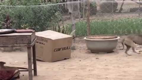 fake Lion and Fake Tiger Prank