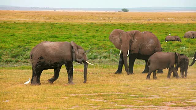 Cute elephants playing, baby elephant playing