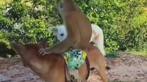 Monkey Vs dogs pranks