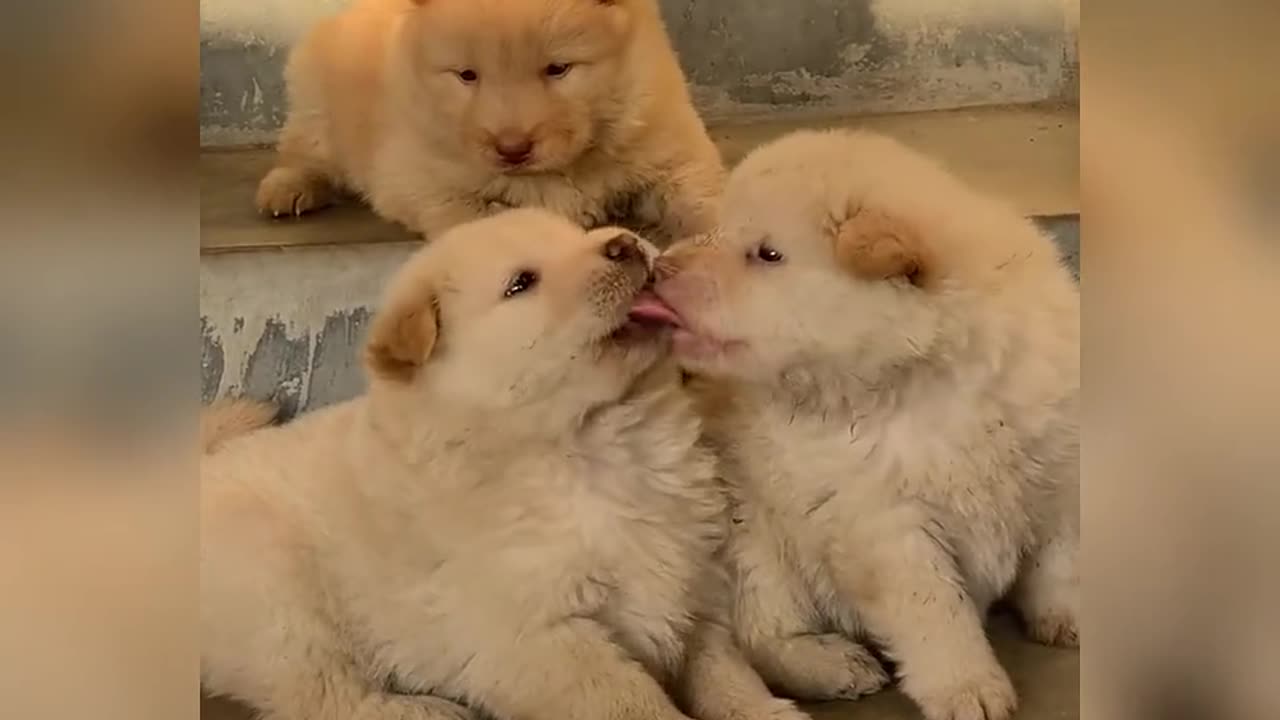 Cute dog