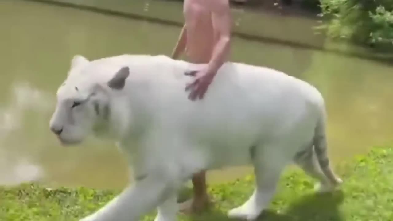 Funny animals video