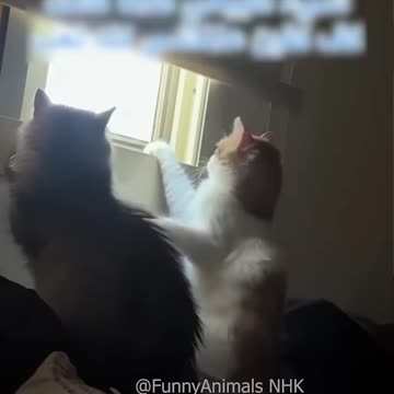 Funny cat and dogs 😂😂