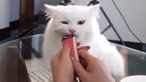 A greedy cat