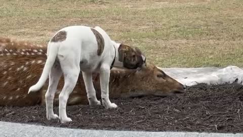 A deer gets her ears cleaned!