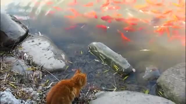 Shanghai Great Yellow Cat catch fish so easily