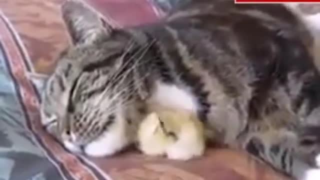 Cute and Funny Cat Videos