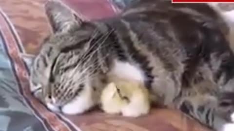 Cute and Funny Cat Videos