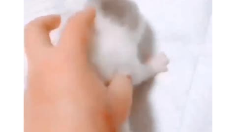 Cute-cat baby cat sound is touching AWWWW😍😍