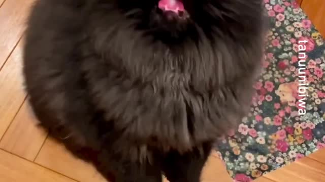 right meow_ -- _tanuunibiwa_-__fluffy _exoticlonghair _blackcat
