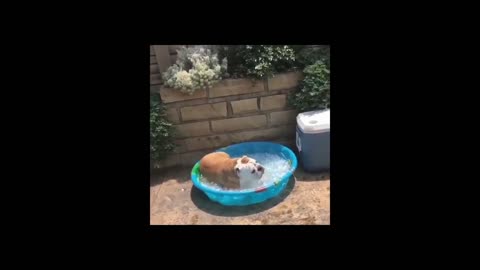 Compilation of dogs being dogs! Enjoy