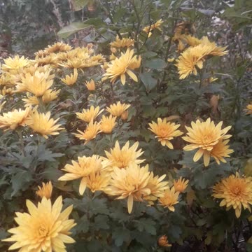 Yellow Chrysanthemums
