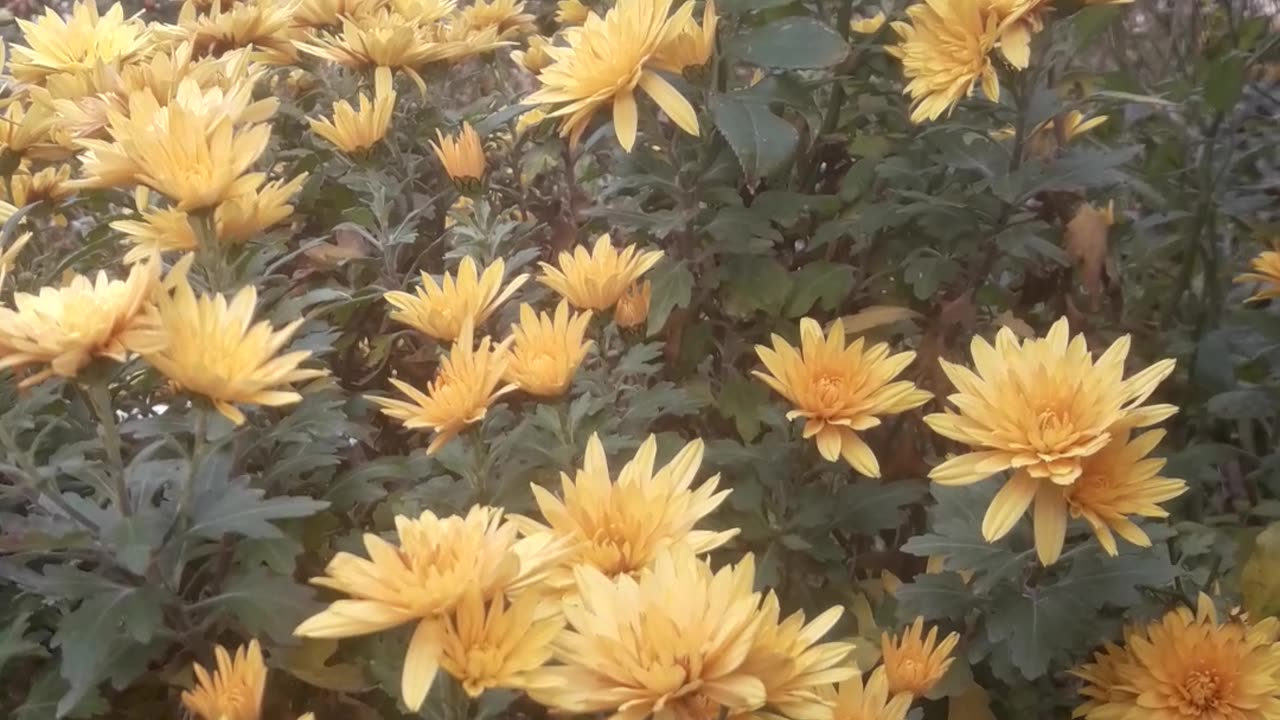 Yellow Chrysanthemums