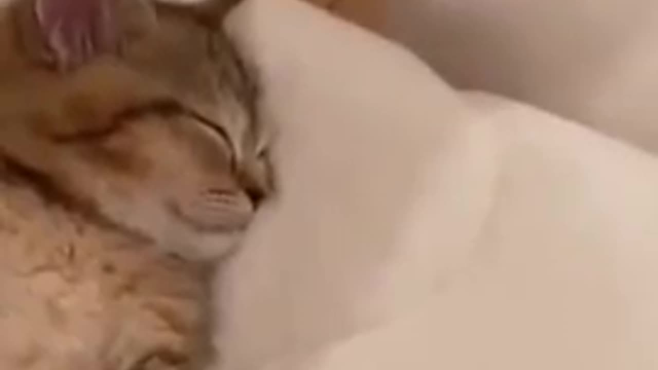 mother cat is angry because the kitten sleeps all the time