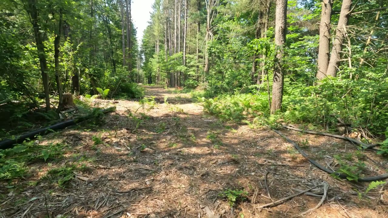 🍱 #Donating 🩳@ Ambleside Park in Ottawa & Examining Calypso Forest Trails🌳