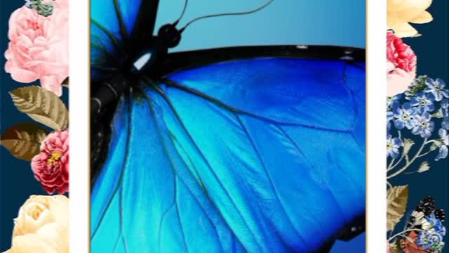 Beautiful butterfly video