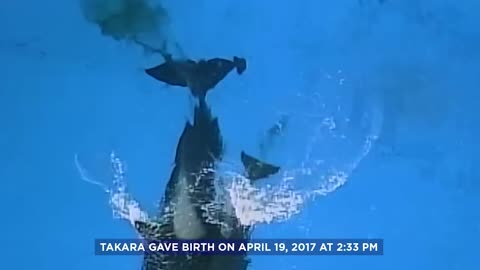 Killer Whale giving birth.