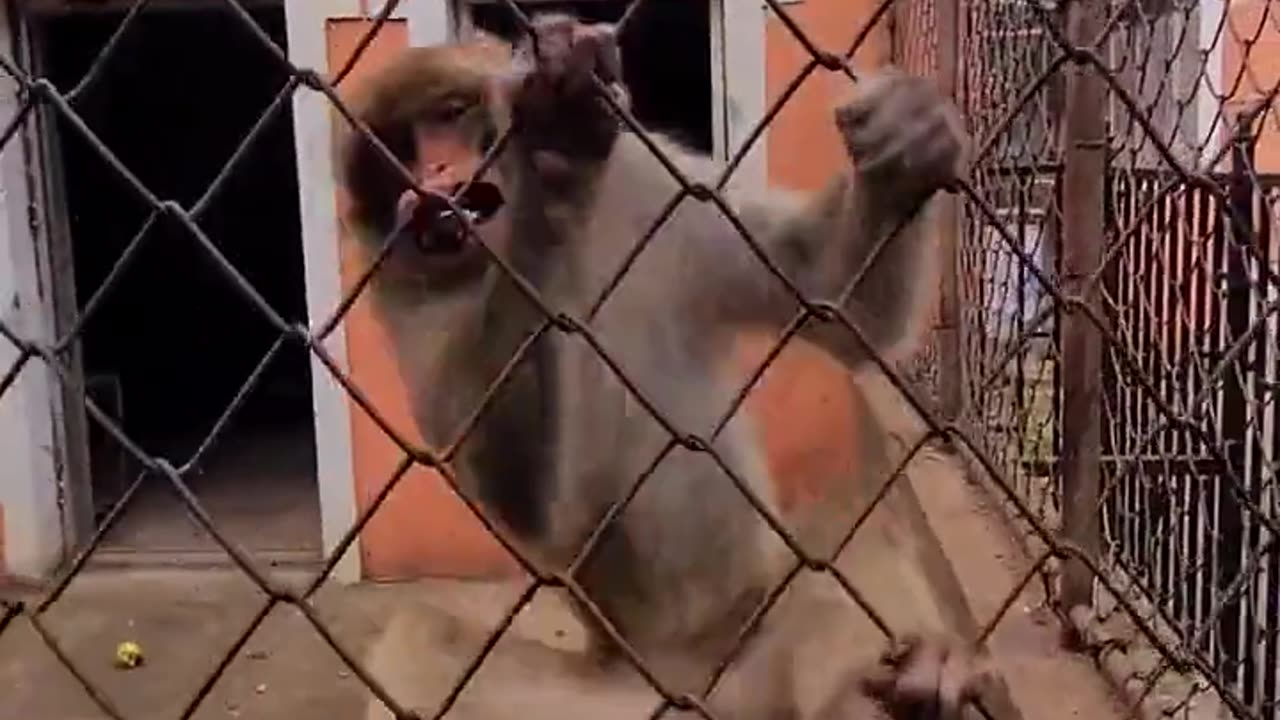 Angry Monkey's Reaction 🤣 Funny Video