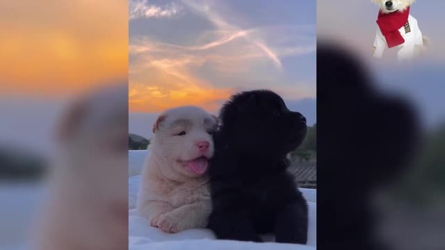Yawning Cute dogs relaxing