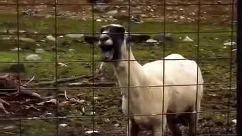 Une drôle de chèvre quand même