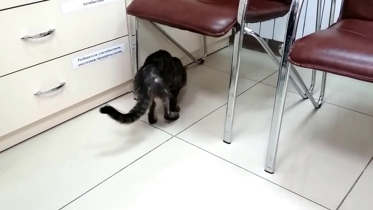 A cat with a bone implant after an accident Give good to an animal shelter.