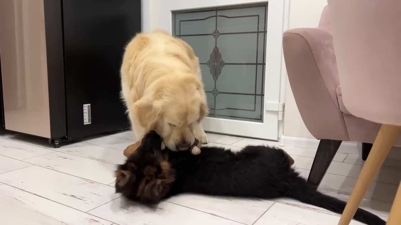 Golden Retriever Loves Playing with Puppies