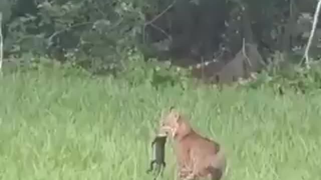 Alligator cub fights with jaguar and leads to a peep