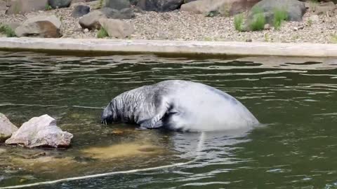 Seal Animal Beast A Water Creature Mammal Water