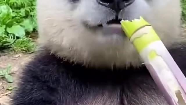 Panda eating Bamboo....!!!