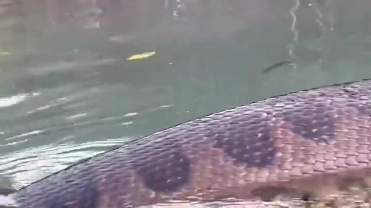 A very close encounter with a huge Green Anaconda in the water