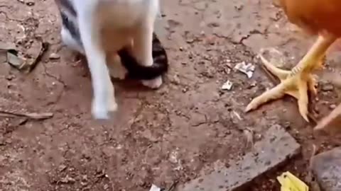 Cat vs Chicken_ Watch What Happens Next and Get Ready to Laugh in 2023