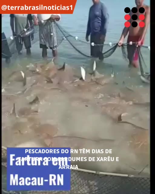 Pescadores de Macau-RN têm dias de fartura com cardumes de xaréu e arraia