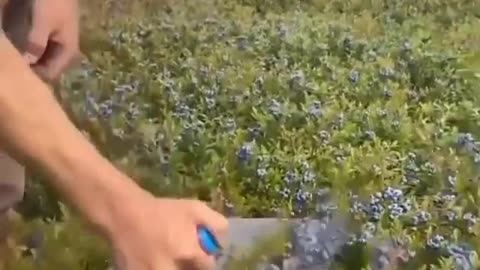 Satifying video that relax your mind