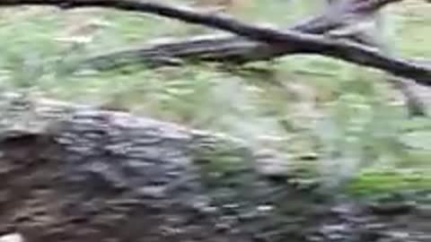 Leaping Lemur