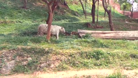 White Tiger