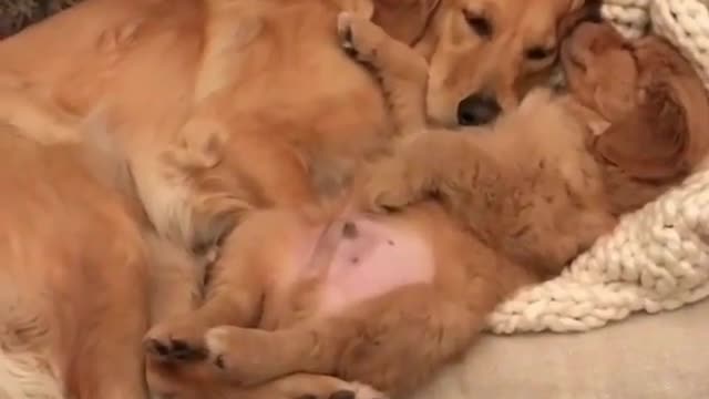 Mother dog and child dog are in bed.