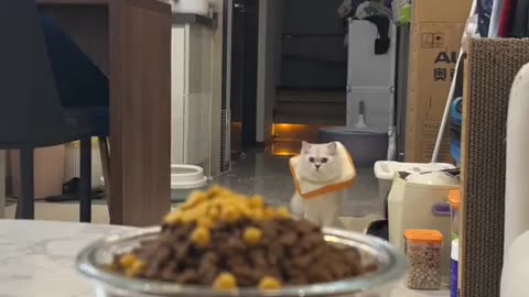 Never saw a cat eat like that😂