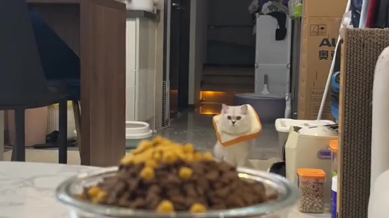 Never saw a cat eat like that😂