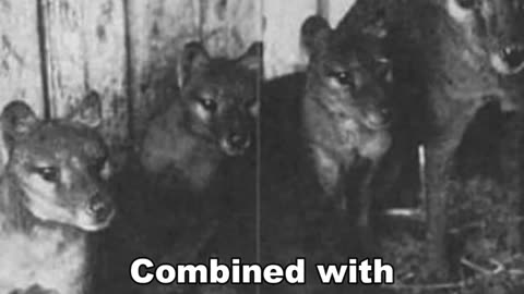 Thylacine | The Extinct Marsupial Predator #shorts
