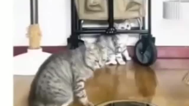 Funny animal,funny cat and dog