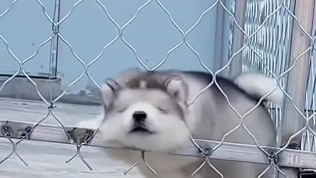My stupid cute puppy,do you like he?