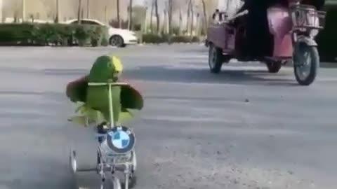 A parrot professionally drives a bicycle