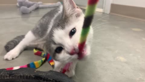 Playing with Blitz at the shelter